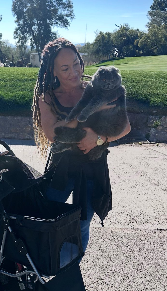 He’s just such a big boy 💞 #walkingcats #scottishfold