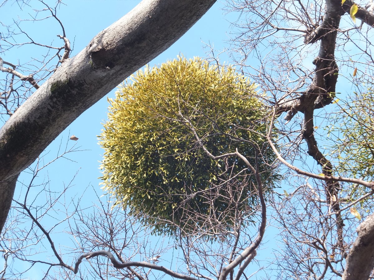 ヤドリギ　196〜12/14(日)夕方採取、黄で目立ちませんが実付き優良 直前】ヤドリギ〔実つき〕つまみ (50-60cm)※商品説明をご確認の上ご