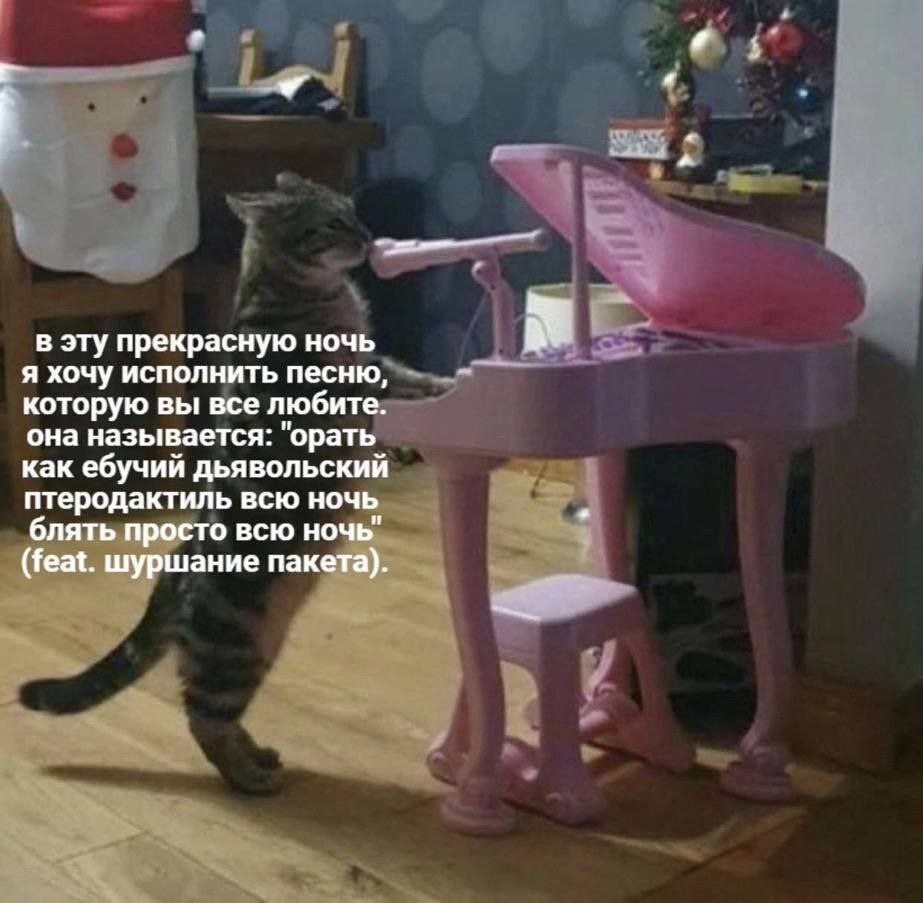 cats, i love cats (@catsilcats) on Twitter photo 