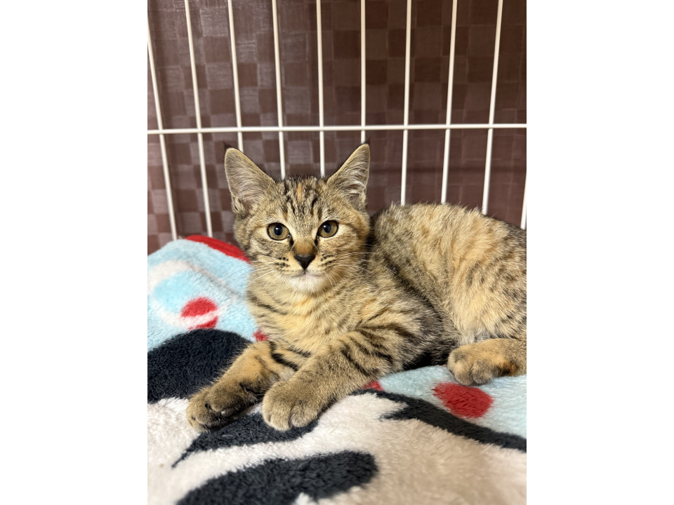 tokyo_foster's tweet image. この子だけ残りました。家族にしてください
東京都 ♀ 生後3ヶ月 の"小麦"ちゃんです。
 #猫の里親募集 #東京都
詳細：neko-jirushi.com/foster/233300/
写真：