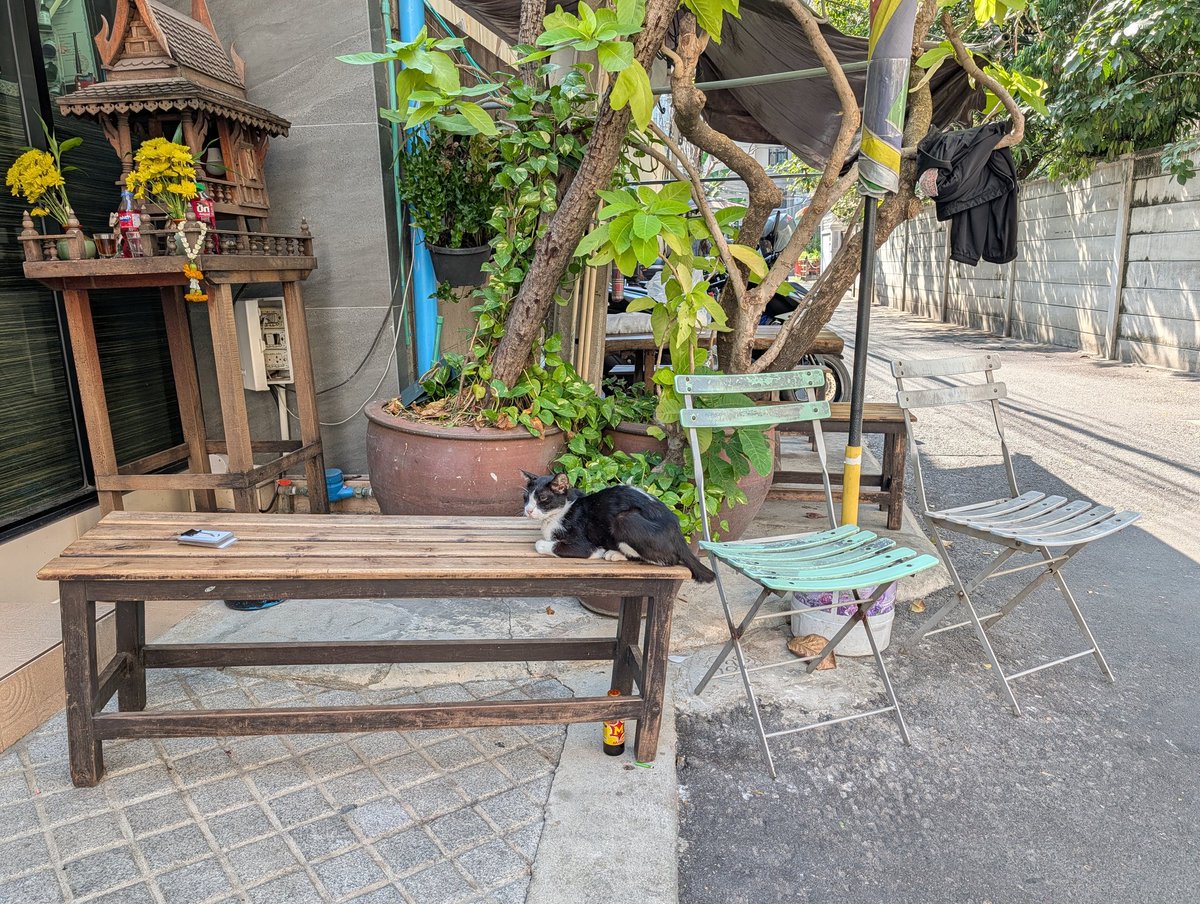 タイ猫ランド tweet media