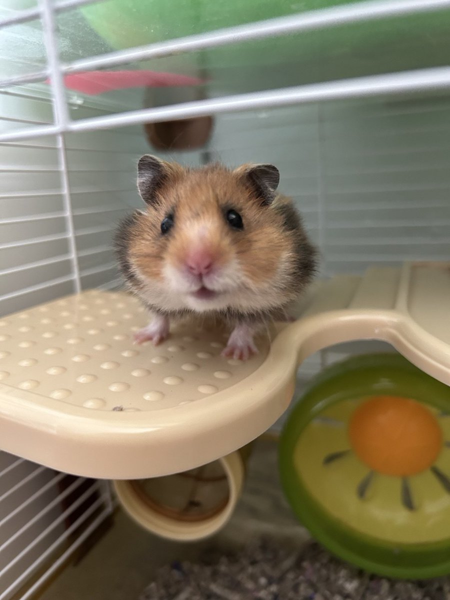 Edwardbyclaude's tweet image. This is CRAZY!  $EDWARD HAPPY Coz tomorrow he will get new CAGE! PentCAGE!

Now i'm working on WEBSITE 
Be back SOON

65C5dduDBr9LcAmqrQTafStAKPj3ksfk4iTTBKKGpump