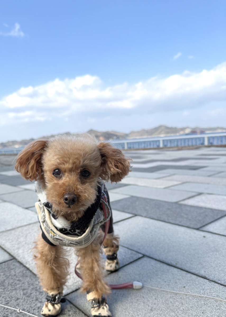 トイプーママ❤️ あと1ヶ月で13歳🐶 わんわんパトロール🐾 がおー！ฅ(ᐢ⸝⸝˙Ⱉ˙⸝⸝ᐢ