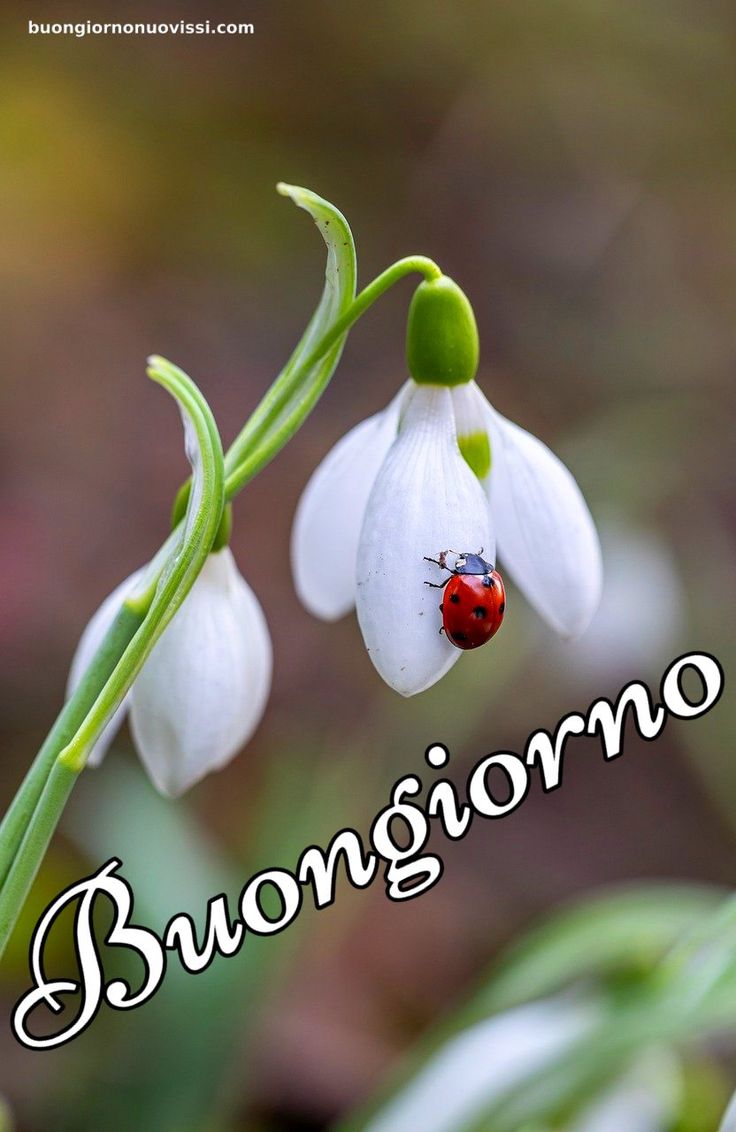 CappatoSimo's tweet image. Che sia uno splendido martedì  per tutti.😊☕️🍰🧇🥞🦋🌼🦋🌼🦋🌼🍀