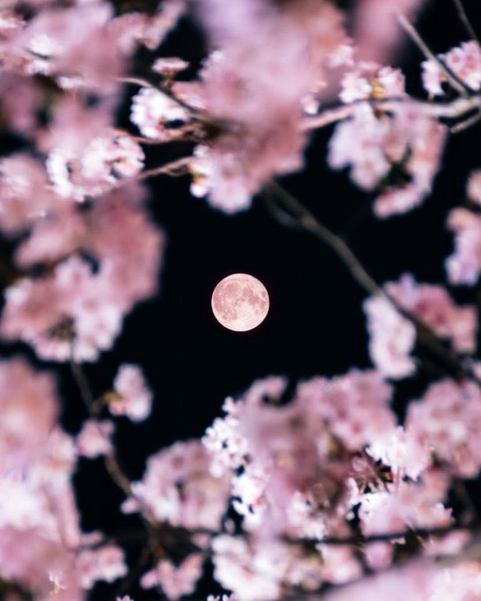 Pink moon