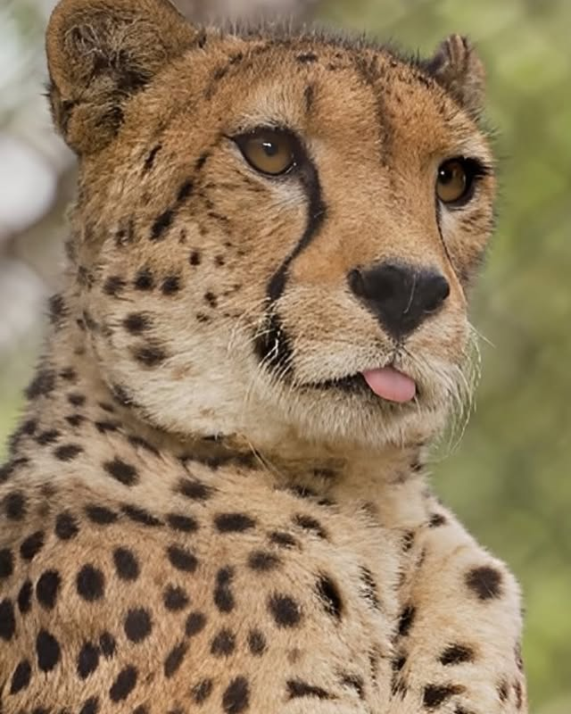 AcervoCharts's tweet image. Até hoje, não existem registros verificados de ataques de guepardos a humanos.

Eles são conhecidos por serem mais tímidos e menos agressivos que leões e leopardos.