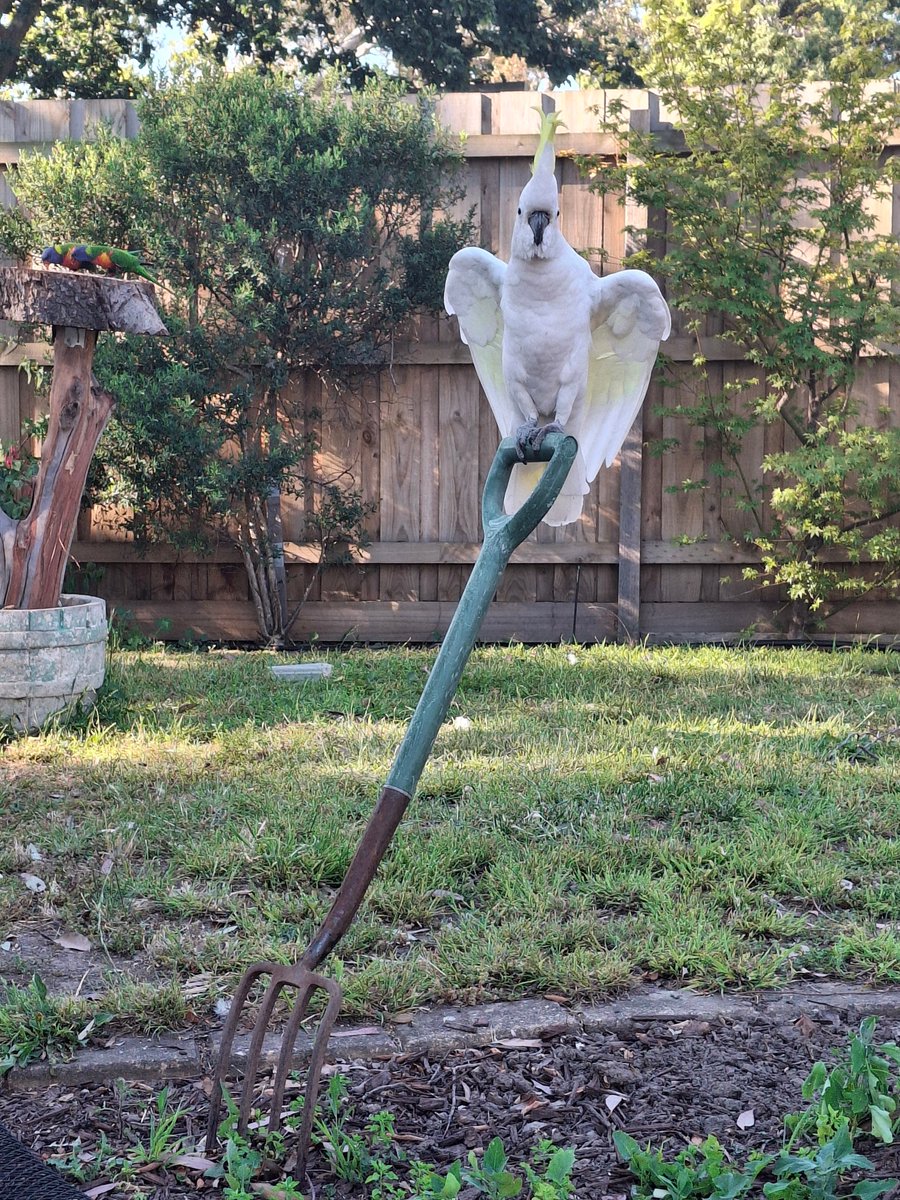 MagicWizard tweet media