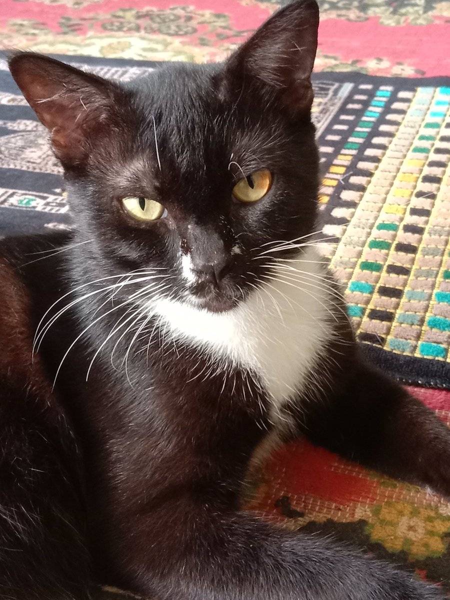 offgroom's tweet image. Hello @Auwia_JKT48 i'm Kakap