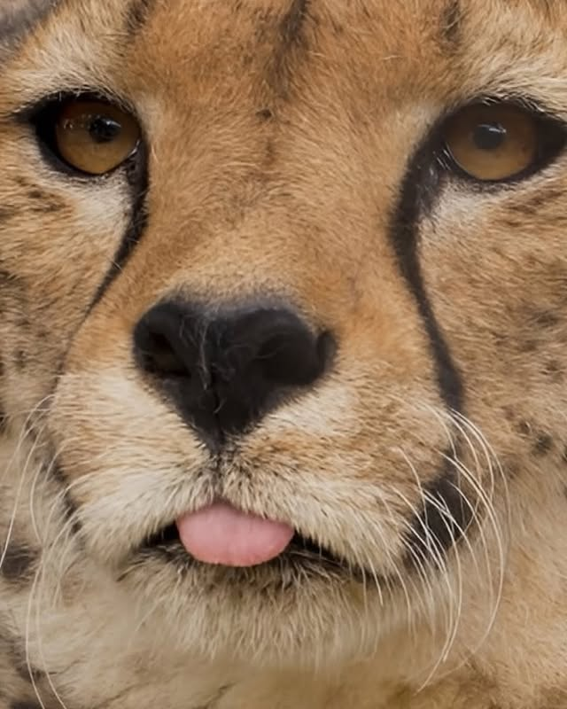 AcervoCharts's tweet image. Até hoje, não existem registros verificados de ataques de guepardos a humanos.

Eles são conhecidos por serem mais tímidos e menos agressivos que leões e leopardos.