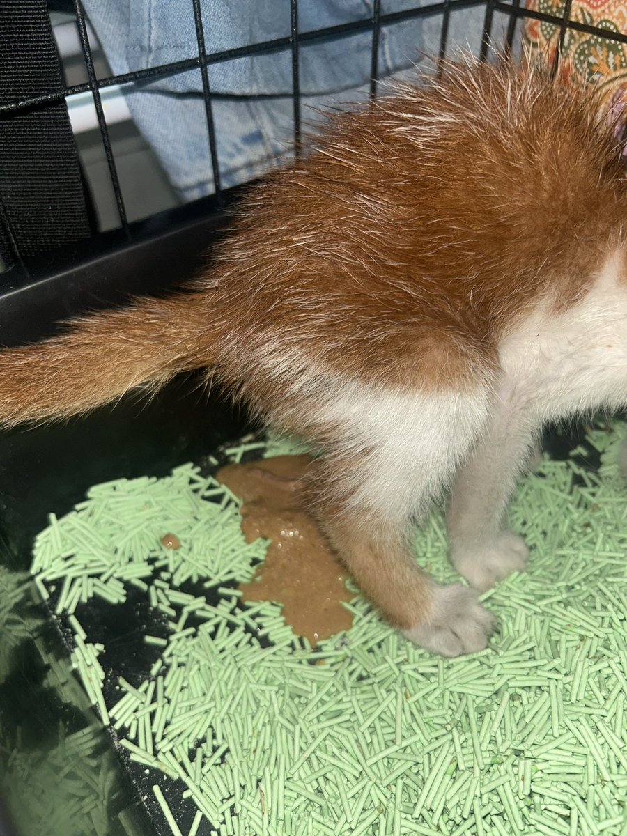 aurorxxaa's tweet image. Hi semua,
Saya nk mohon sedikit sumbangan jika ada yang sudi bantu 🙏

Kitten ini saya jumpa berseorangan kt bwh blok dan berjaya rescue pada 5/1. 12/1, saya bawa ke vet sbb cirit-birit berterusan dan disahkan giardia.

Saya hargai sgt bantuan untuk kos rawatan si kecik ni❤️