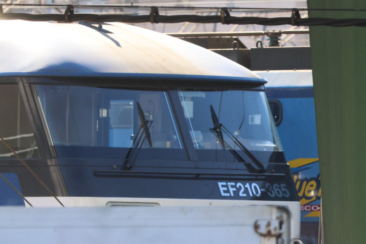 genki80001919's tweet photo. 📷️　(1月11日)

EF210-365 単機　

#EF210
#EF210365

製造・川崎兵庫
車両製造・2025/1月
吹田機関区・2025年1月～

1️⃣600㎜　

撮影機材
R7+RF100-400mm+ｴｸｽﾃﾝﾀﾞｰ2×
#Canon
#EOSR7
#CanonEOSR7
#RF100400
#RF2X 
#RF200800　 

撮影日・令和8年1月11日 https://t.co/eQGBfP6uPf