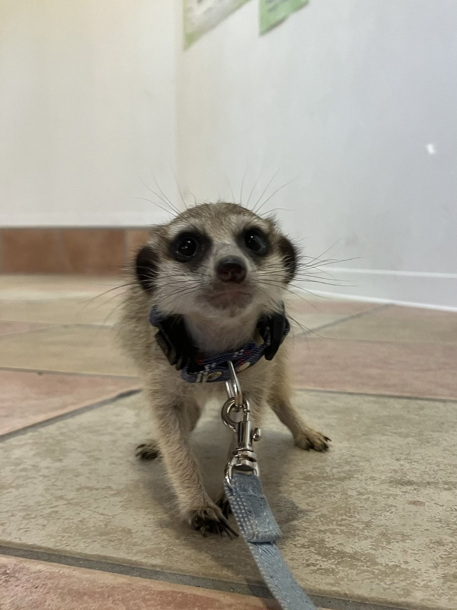 エキゾチックアニマル