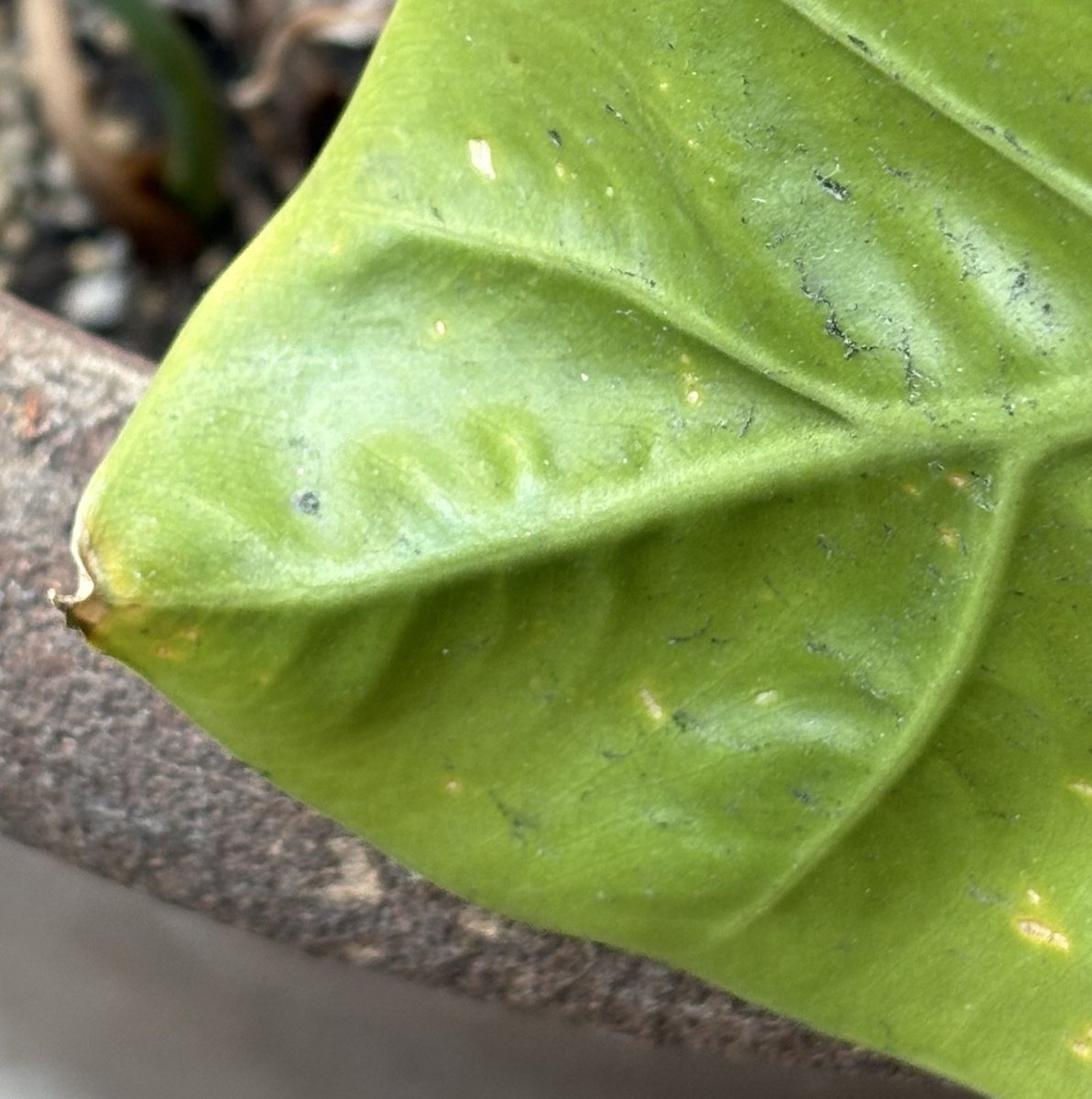 何の葉っぱだかわかりますか？