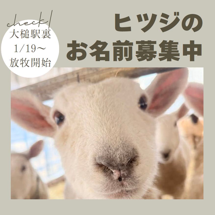 🐑📣 ヒツジの名前、大募集！ 📣🐑
大槌町で羊飼いをしている 三陸潮風ファーム さんが、
大槌駅裏で試験放牧予定のヒツジ3頭（元気な女の子🐏）の名前を募集中！
🗓️応募締切：1月31日まで
📣名前発表：2月上旬予定
👉 応募はこちら
 forms.gle/fvK3KjMXh5kjhA…

#大槌町 #ひつじ #エコ除草
