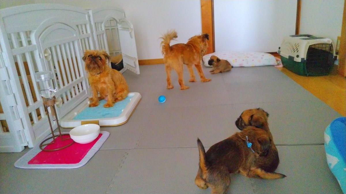 ijin_s's tweet photo. @kou111dachs f外から異論を笑

胴長短足族も胴短足長族、子犬期、全部がかわいいです。
パパ譲りの長い足、ママ譲りの短い足
4枚目:下(左からパパママ)、上(左から次男長男三男) https://t.co/PUyKyXJa3a