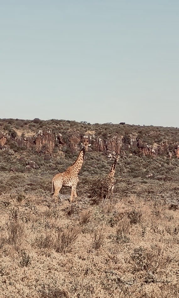 Who can spot the zebra 🦓?

Photo from Empaash Conservancy.

#SaveGiraffesNow #GiraffeLovers #Giraffes #Wildlife #Kenya #KenyaWildlife