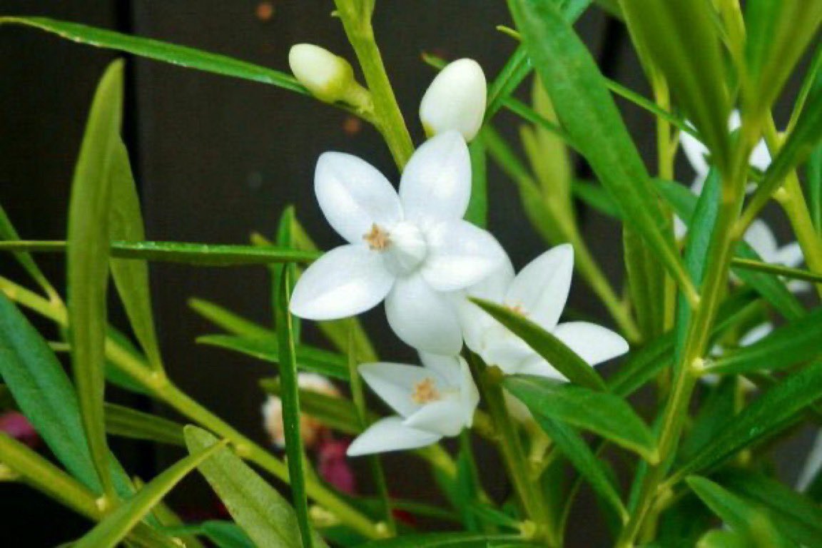 花y…ページ•*¨*•.¸♬︎ 巳んなが笑顔に」 ジャンボ花絵登場 安倍文殊院 桜井 ／奈良 | 毎日新聞