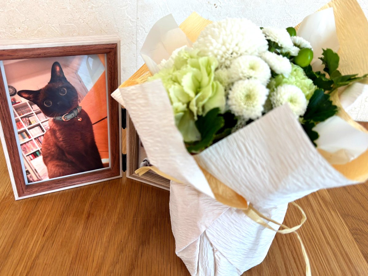 コダマナオコ🐈 (@powder705) / Posts / X