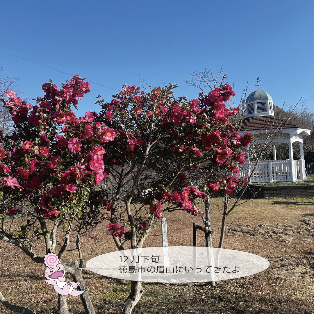 どこでも見かける山茶花（サザンカ）、一般的に12月頃までが見頃