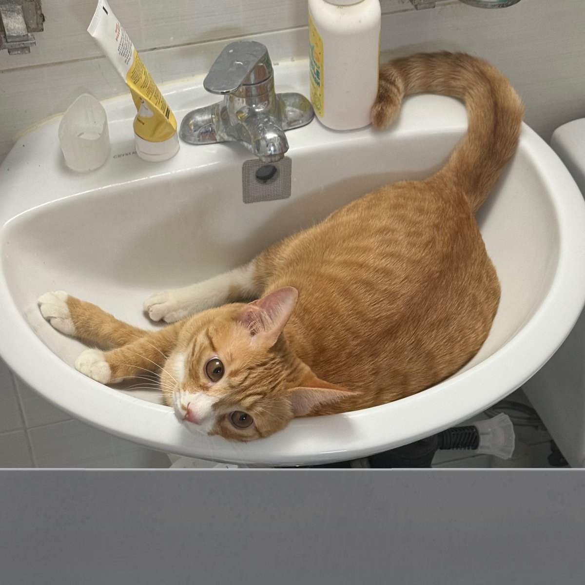 Daily_Ducong's tweet image. 화장실 문 여니까 이러고 있는 거 무지 당황스럽네...