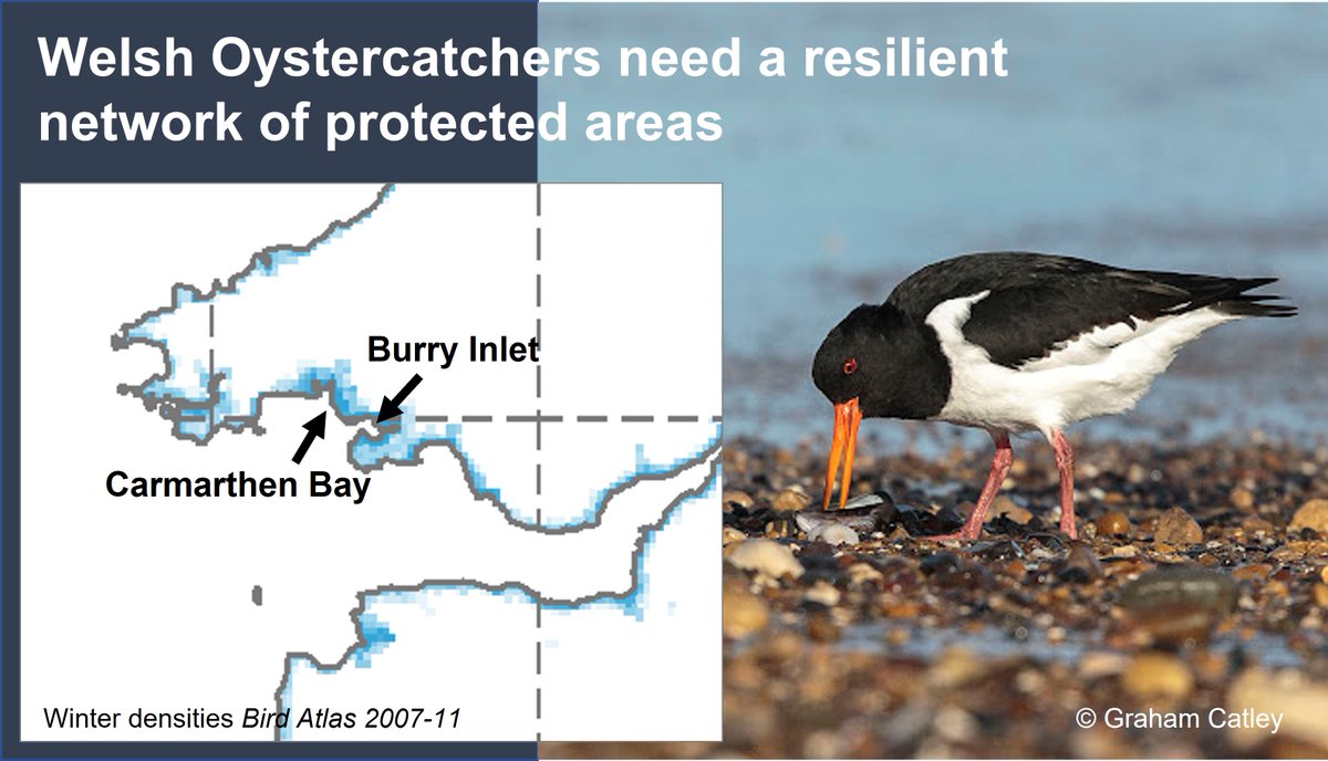 Graham Appleton tweet media