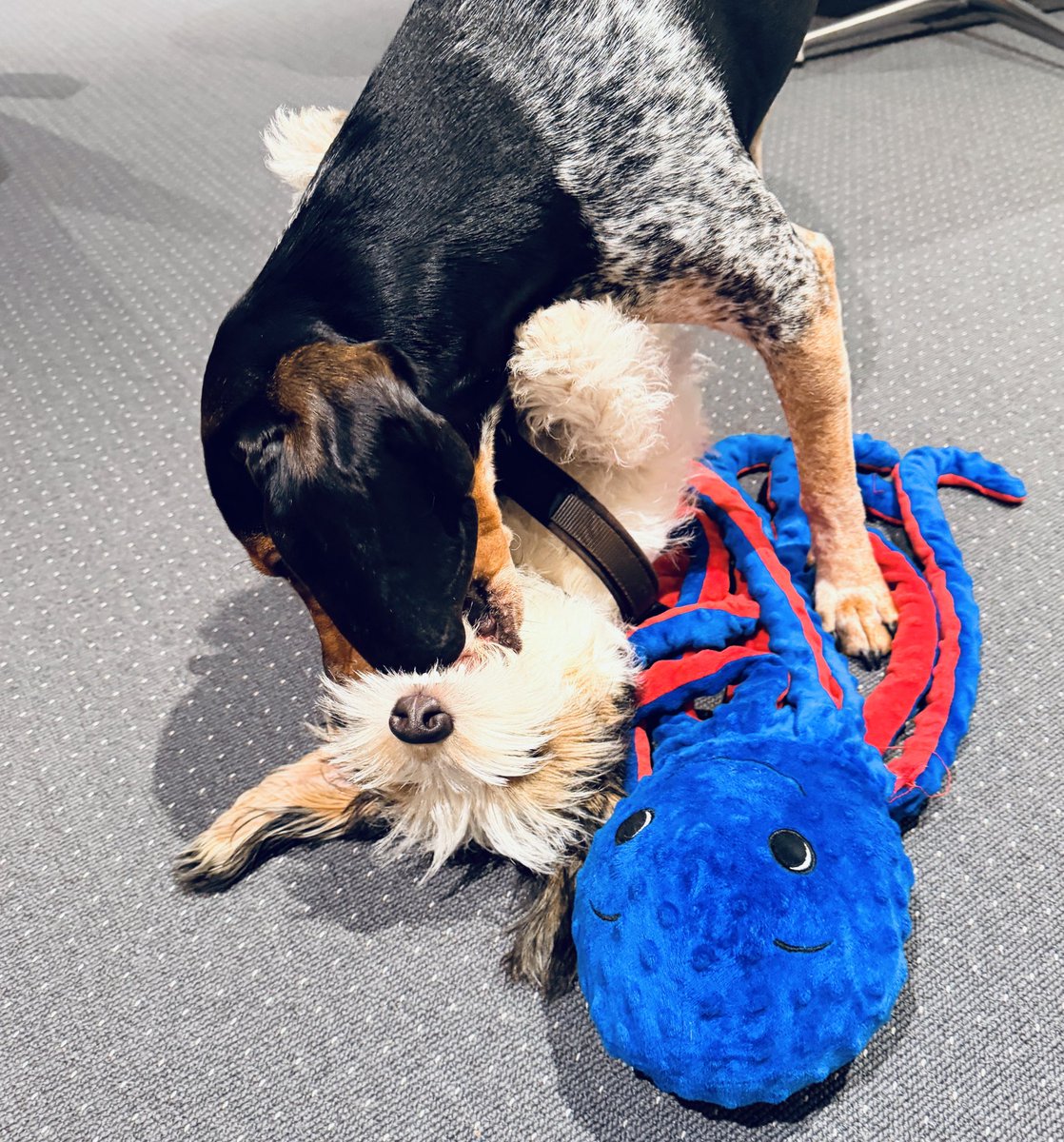 Frank (FOP) tweet media