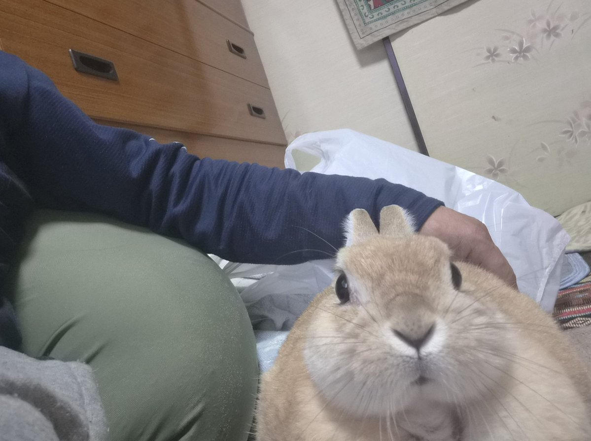 qkgpso4tQw85289's tweet image. おやつまだ？🐰🍪