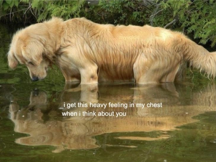 caninepoetry tweet media