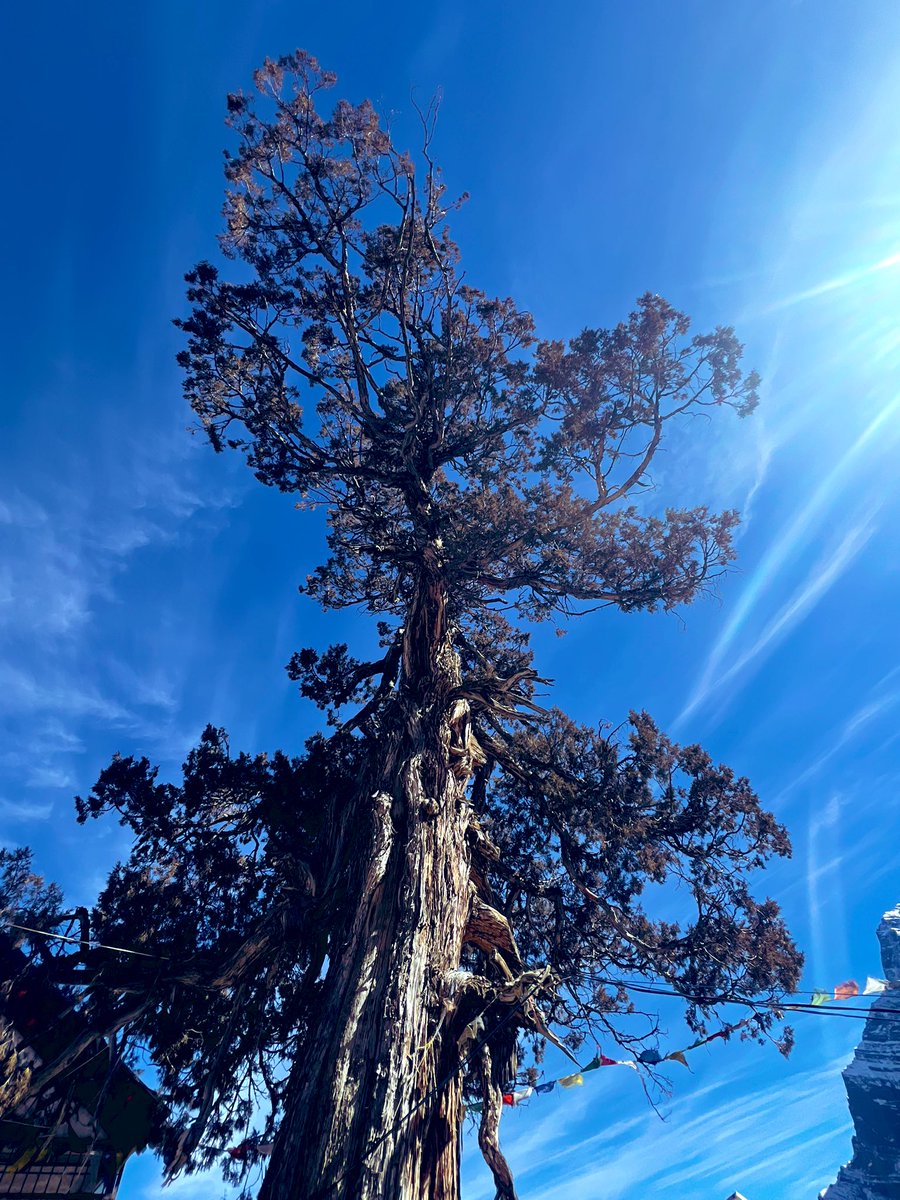 bir08967383's tweet image. It doesn’t need a forest to be whole — one tree is enough🌳🌴
QP/Share🌲🌳🌴
#Tree