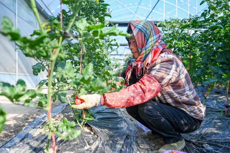 pingtanchina's tweet photo. Pingtan launches crisp juicy cherry tomatoes gaining popularity
https://t.co/QR8EpQCTA9
#PingtanIsland #CherryTomatoes #FreshPicked #FujianFlavors #JuicyFruits #LocalHarvest #EcoPicking #RefreshingFujian #VisitChina https://t.co/U3ObmLoZGn