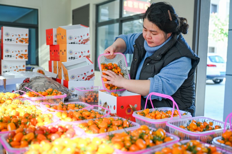 pingtanchina's tweet photo. Pingtan launches crisp juicy cherry tomatoes gaining popularity
https://t.co/QR8EpQCTA9
#PingtanIsland #CherryTomatoes #FreshPicked #FujianFlavors #JuicyFruits #LocalHarvest #EcoPicking #RefreshingFujian #VisitChina https://t.co/U3ObmLoZGn
