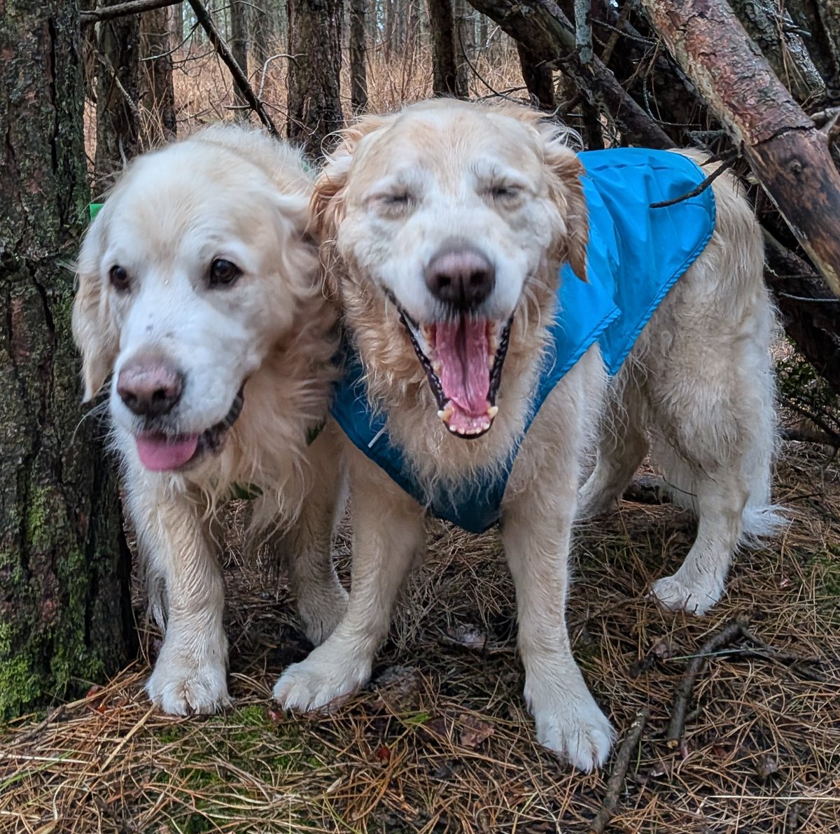 FurzeyRetriever's tweet image. Hey boys it's #TongueOutTuesday again, so make an effort this time.