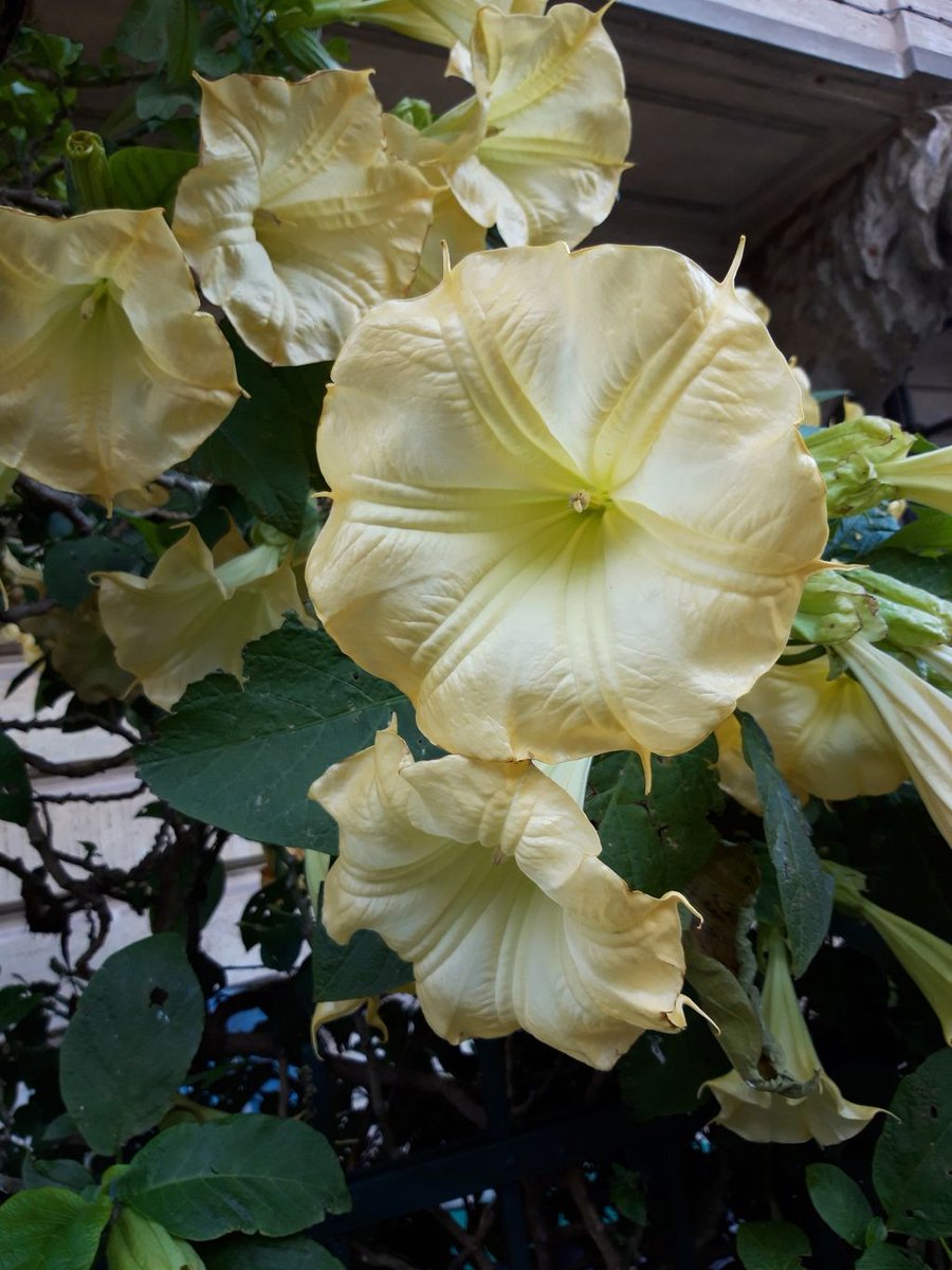 #AngelsTrumpets announcing our #entrance in 2026: #space #time of change &amp; marvel
Their #beauty give me a sense of #comfort &amp; #anticipation
It's a reminder we need to listen with our whole body &amp; senses

#diviner #dowser #tealeafreader #oracle #divining #dowsing #tealeafreading