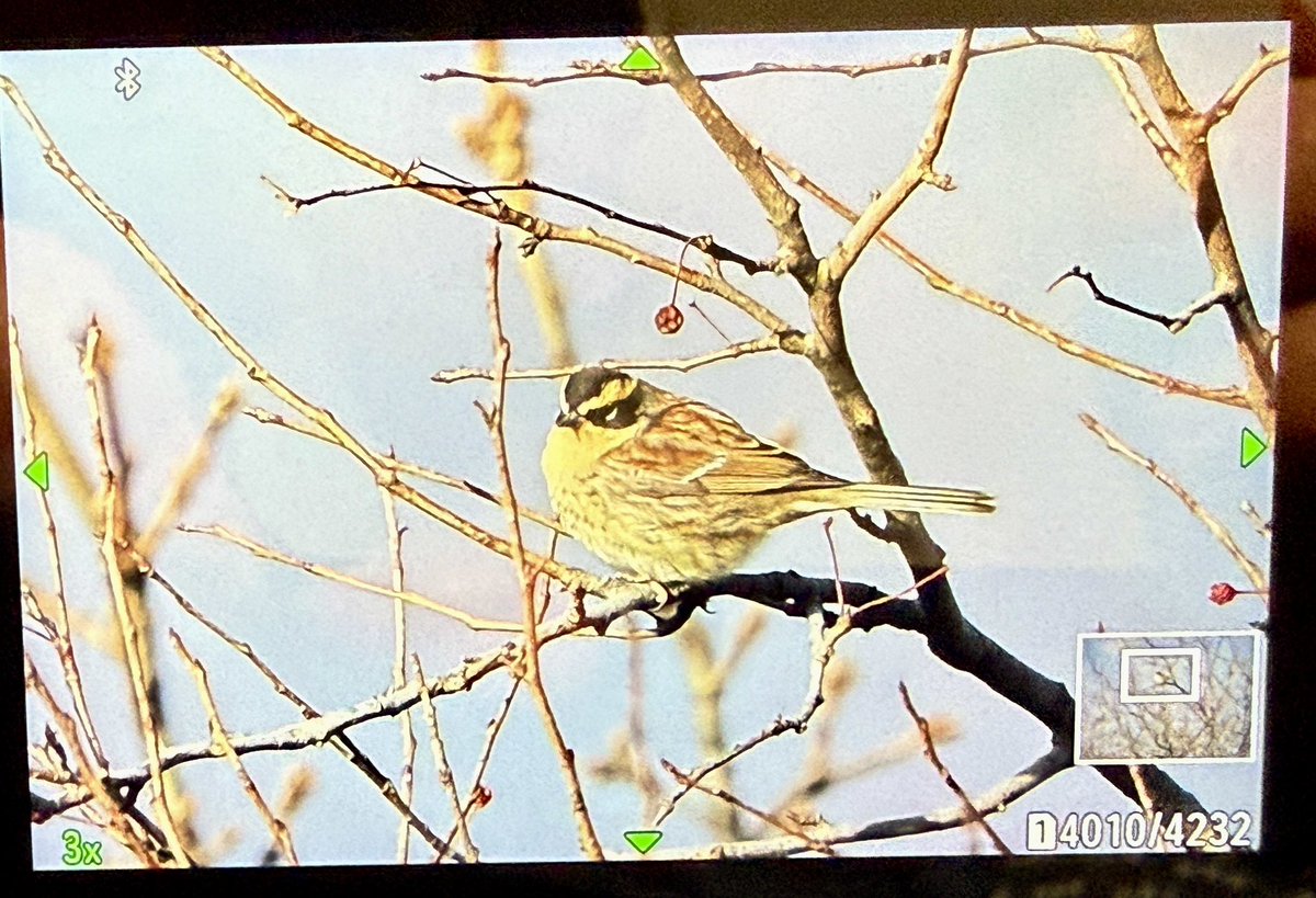 Edward Paxton 🇬🇧🏴🏴 tweet media