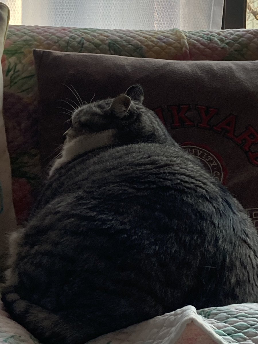 僕　小太郎😸

僕はマフラー🧣あるから

風邪ひかないにゃ😺🙌