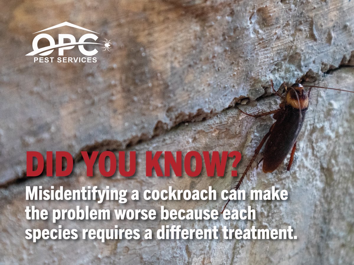 Different cockroaches bring different risks – from contamination and odors to fast-spreading infestations. Learn why proper identification matters and how to keep every species out of your business: bit.ly/48yThXr