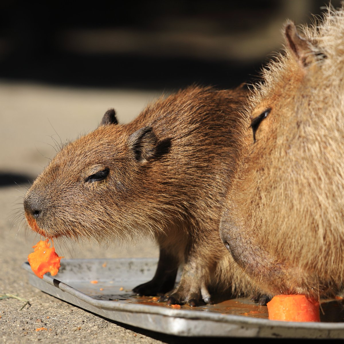 けろけろ (@capyanimal) / Posts / X