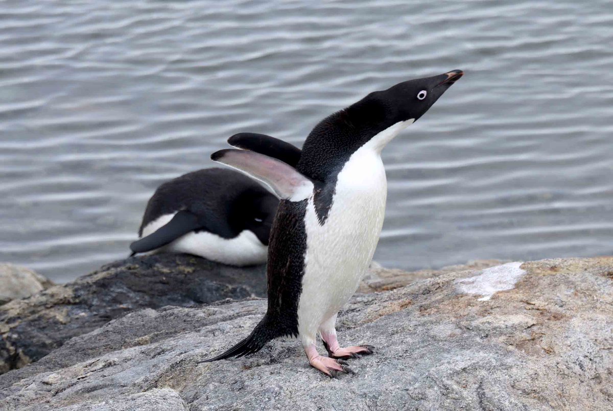 「よく寝たなぁ～」と伸び!? 南極大陸沿岸ラングホブデの雪鳥沢小屋前によくいるアデリーペンギンたち。1月11日朝は調査出発を見送ってくれました。#南極 #Antarctica #penguin #JARE67