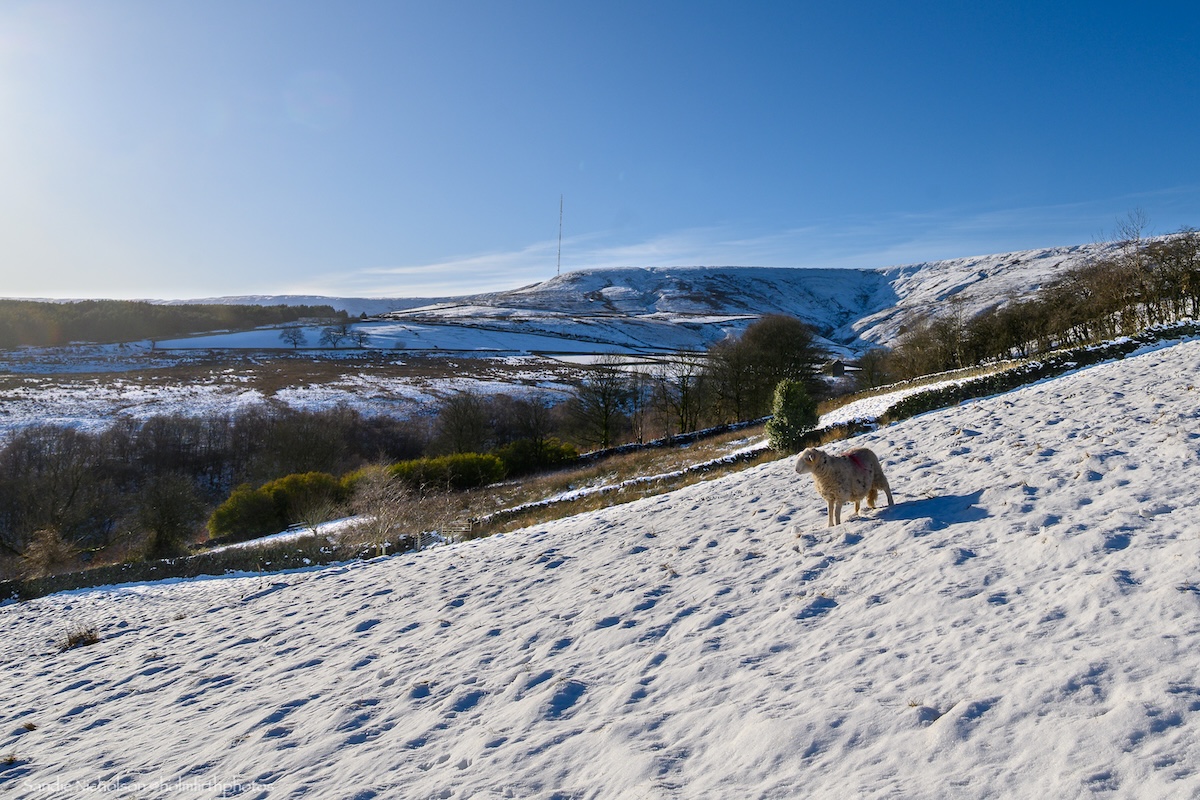 holmfirthphotos's tweet image. Was this sheep thinking "Now, if only I had a sledge!" this weekend? 🛷❄️
#uksnow #loveukweather #Holmfirth #peakdistrict #HolmeMoss @SnowHour @metoffice #snow #winter