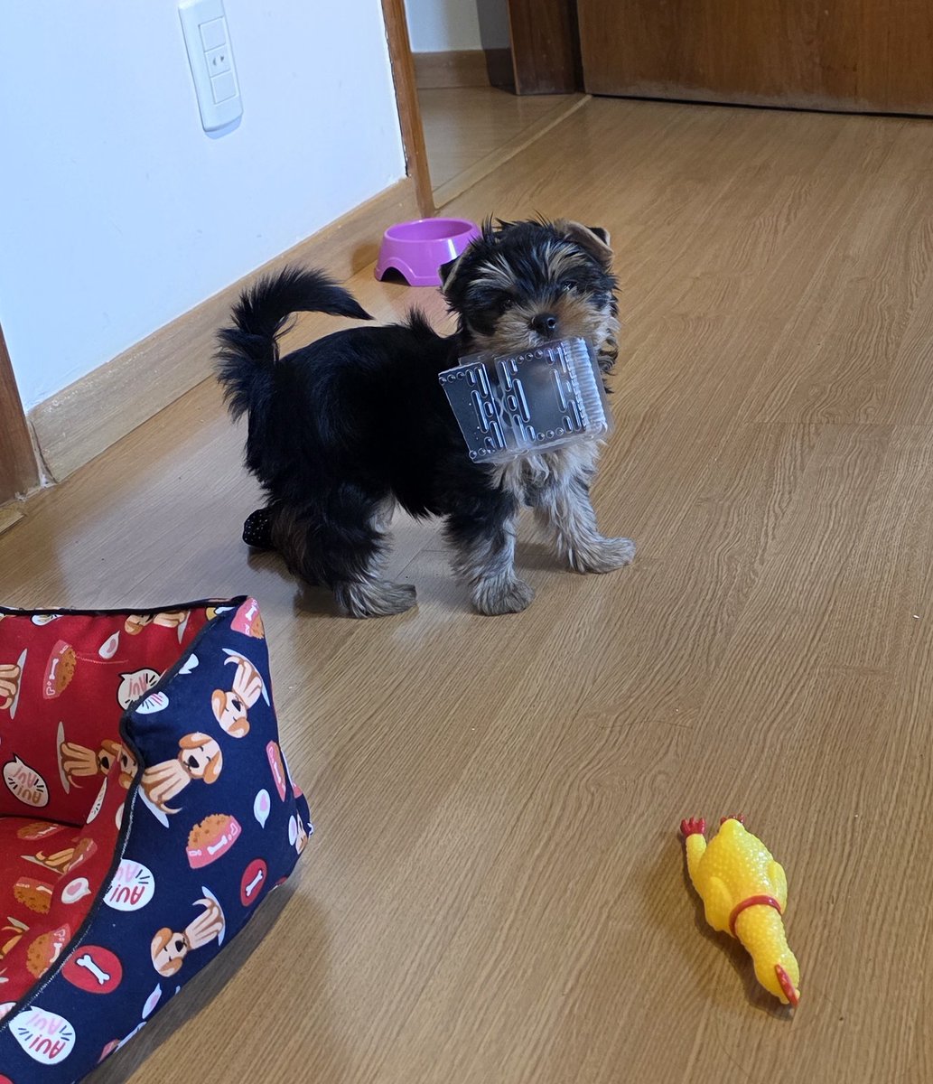 Júlia Jamile tweet media