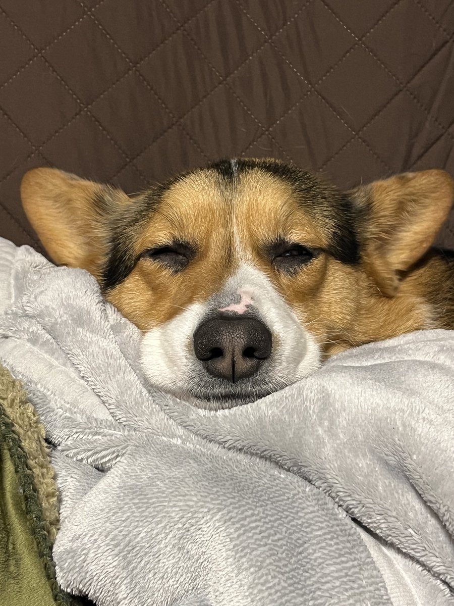 すや
#今日の犬です