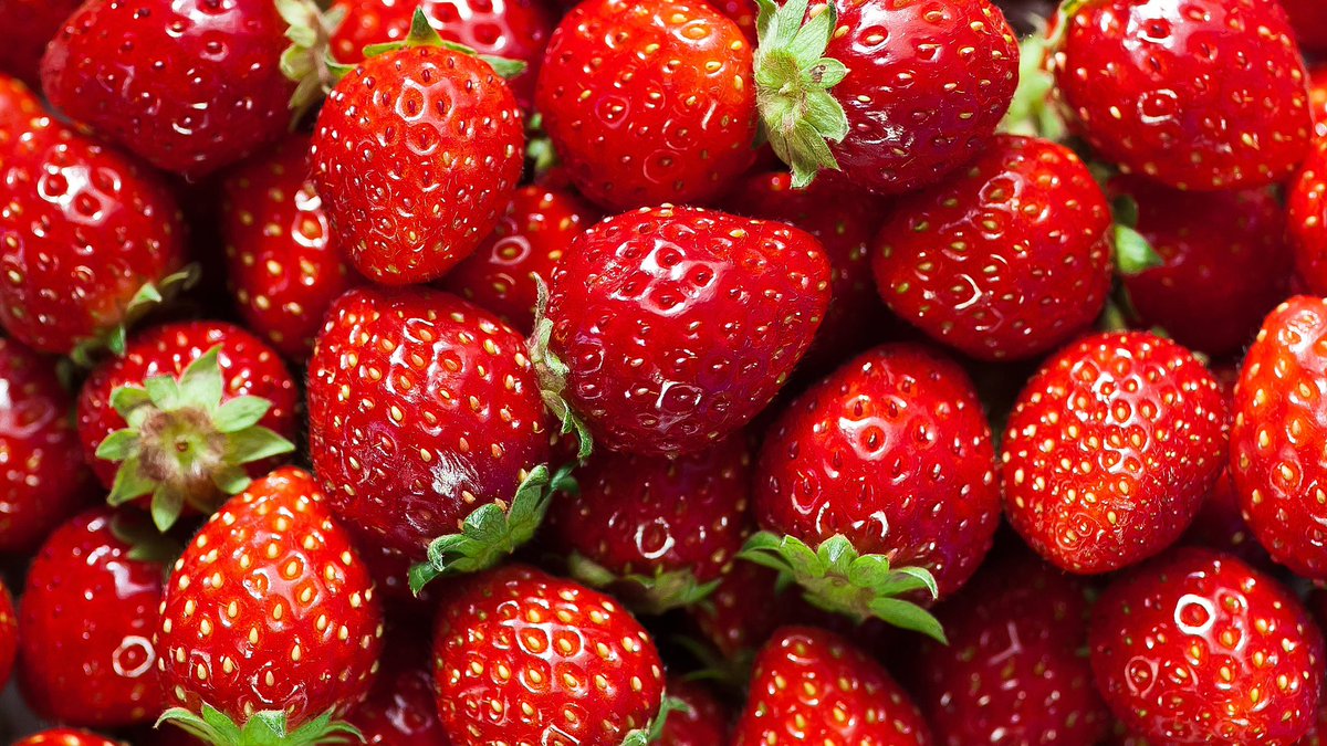alteredspam's tweet image. nothing better than some #strawberries.. except maybe some #mathhomework, #yep #impannacottafugo