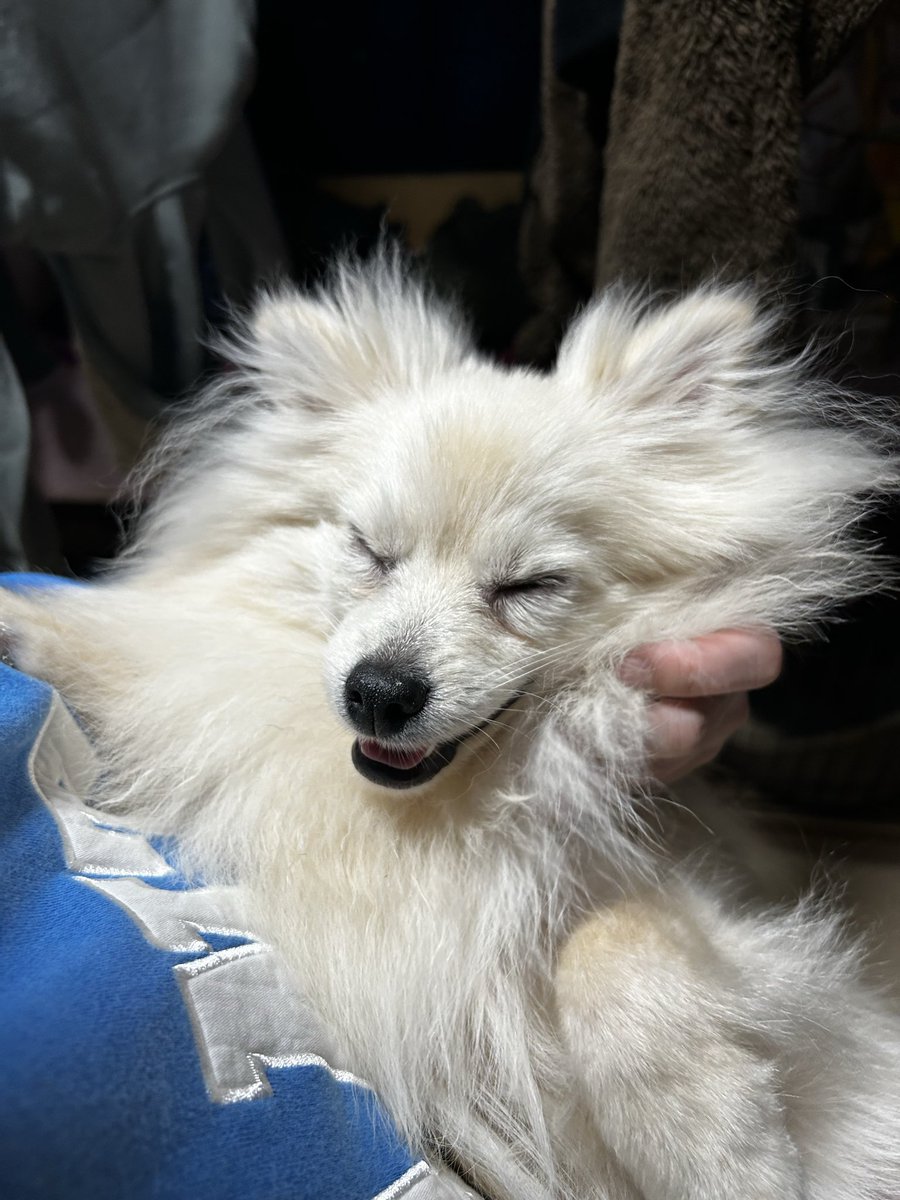 chamocolab22's tweet image. 今日のラヴと福丸🐶
仲がいいんだか悪いんだか💦
毎日戦争🤣
 #ポメラニアン #ポメプー #犬の居る暮らし