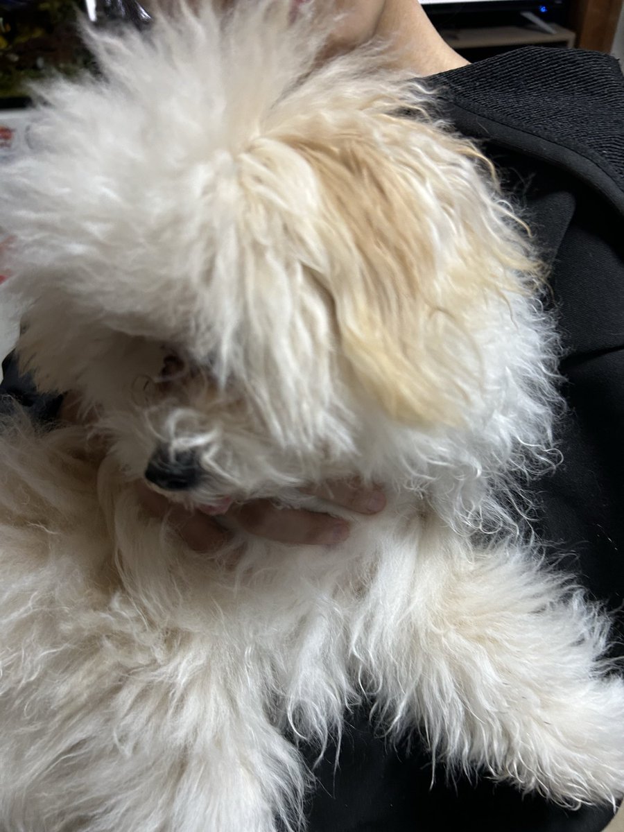 chamocolab22's tweet image. 今日のラヴと福丸🐶
仲がいいんだか悪いんだか💦
毎日戦争🤣
 #ポメラニアン #ポメプー #犬の居る暮らし