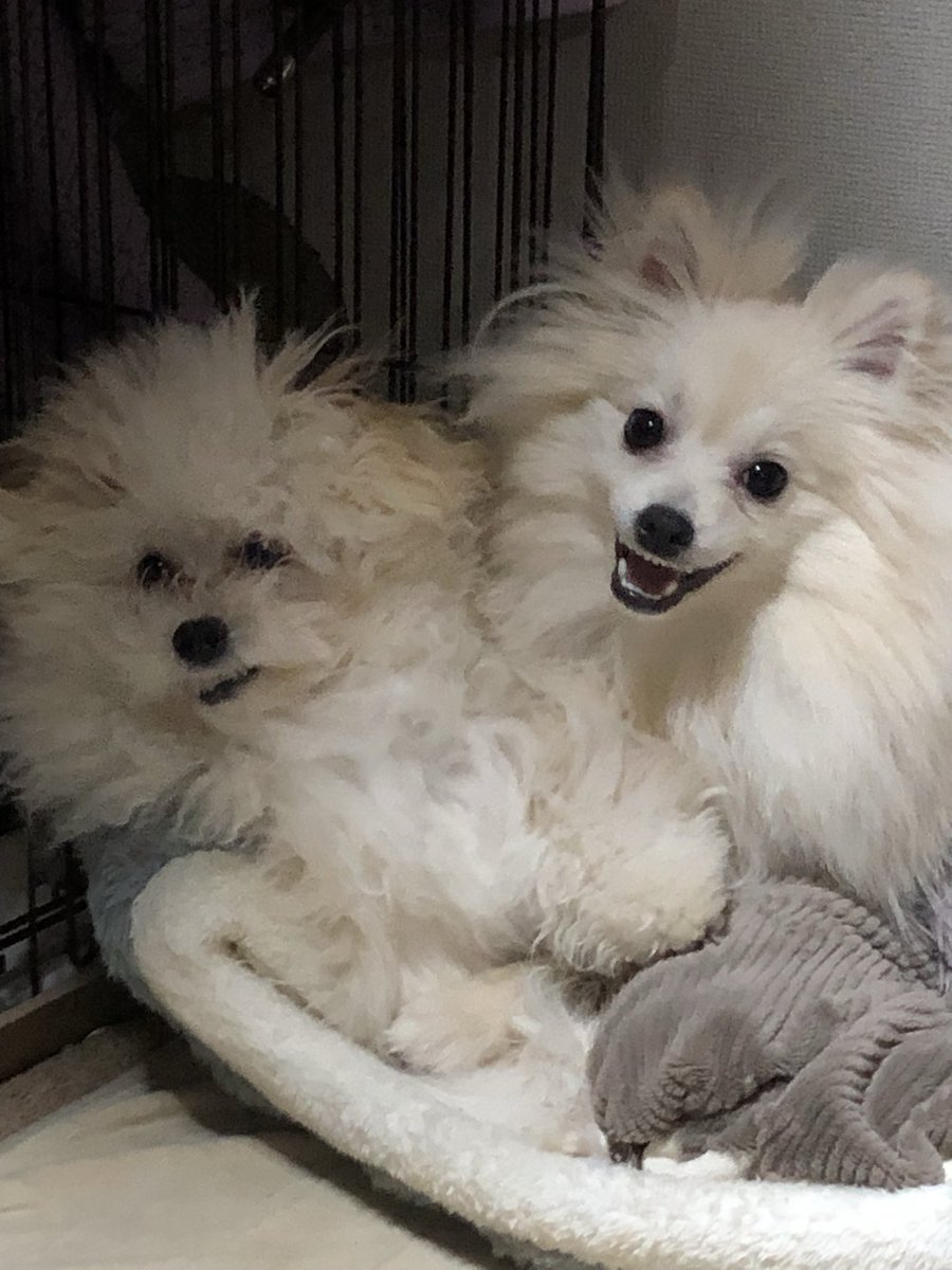 chamocolab22's tweet image. 今日のラヴと福丸🐶
仲がいいんだか悪いんだか💦
毎日戦争🤣
 #ポメラニアン #ポメプー #犬の居る暮らし