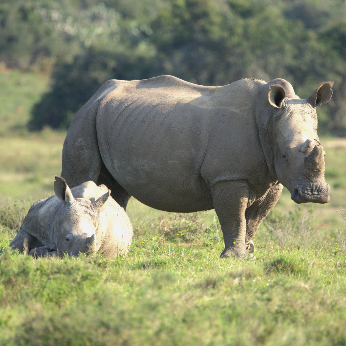HelpingRhinos's tweet image. Marking a special #rhino birthday as Thembi, first calf born to poaching survivor Thandi, turns 11 today! 🎉
Thembi is now a mother herself, proudly continuing Thandi's legacy and reminding us all why #EveryRhinoCounts 🦏