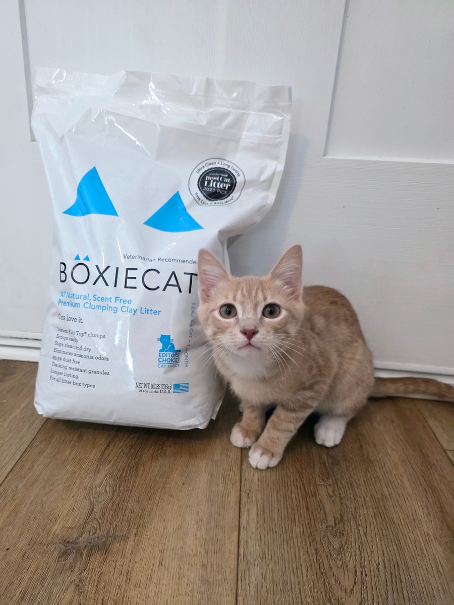 HelloBoxiecat's tweet image. Share your #BoxieSelfie with us for a chance to be featured!⁠
⁠
📷️ @wildlycraftedliving