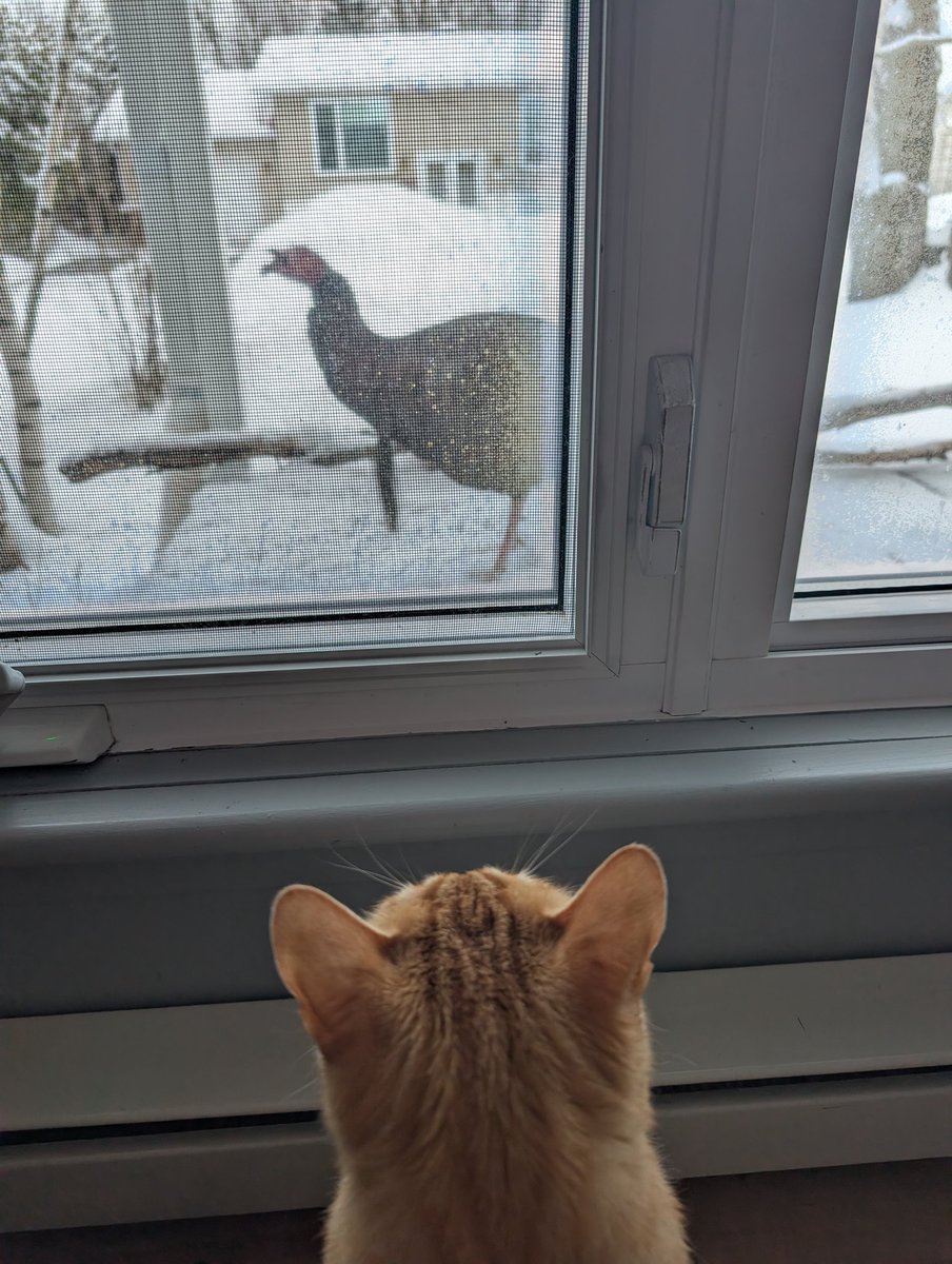 MaximeAC's tweet image. J'ai vu le chat qui a vu la dinde !