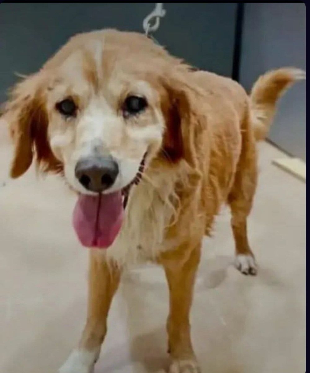 MarioliRm's tweet image. Este abuelillo esta muy decaido y ha dejado de comer en Jerez de la Frontera 😥
Un grupo de voluntarios en Madrid le buscan acogida urgente🚨🚨🚨.
Le puedes dar un calido hogar por favor?necesita cariño y cuidados🙏🏻🙏🏿🙏
Te ganarias el cielo,contacta por
Whatsapp: 637082394