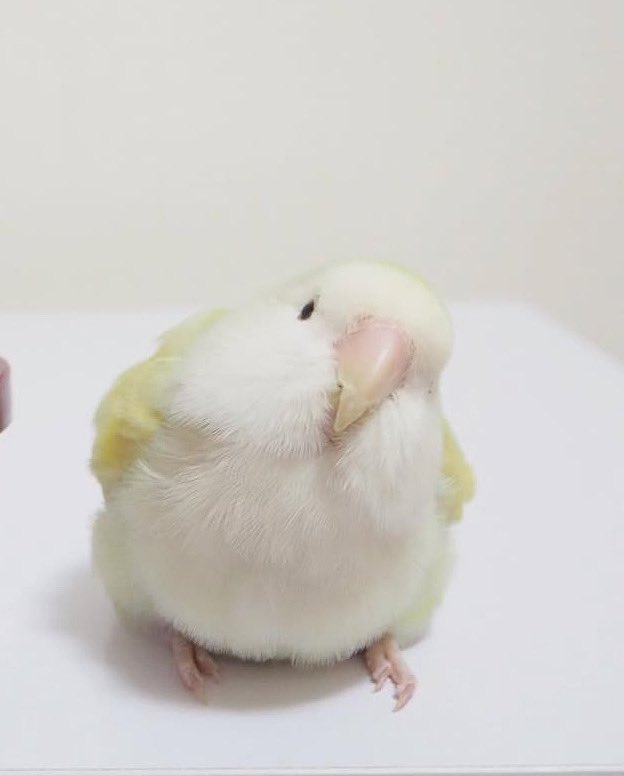 aoamo_lovebird's tweet photo. 🍐🍐🍐🍐🍐 https://t.co/xNRJkep8y8